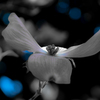 blue hearts