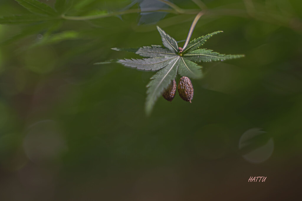 涼息
