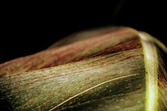 a leaf.