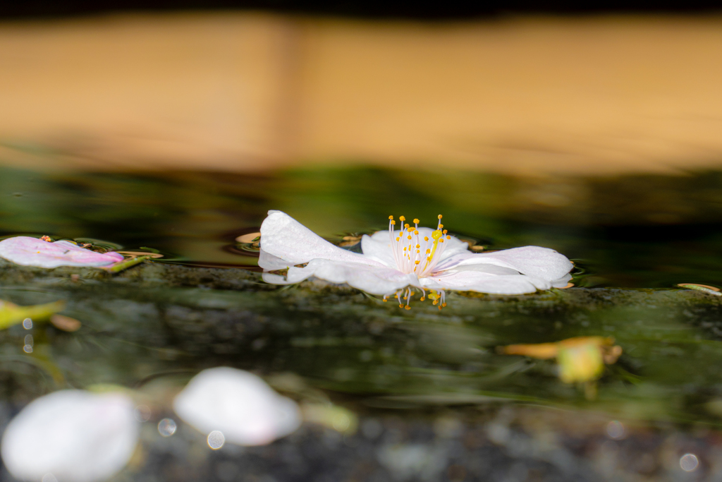浮桜。