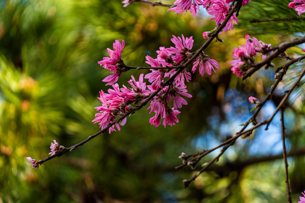 桃色の花。