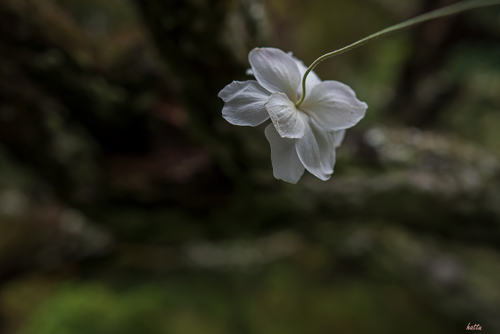 花の心と人の縁