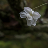 花の心と人の縁