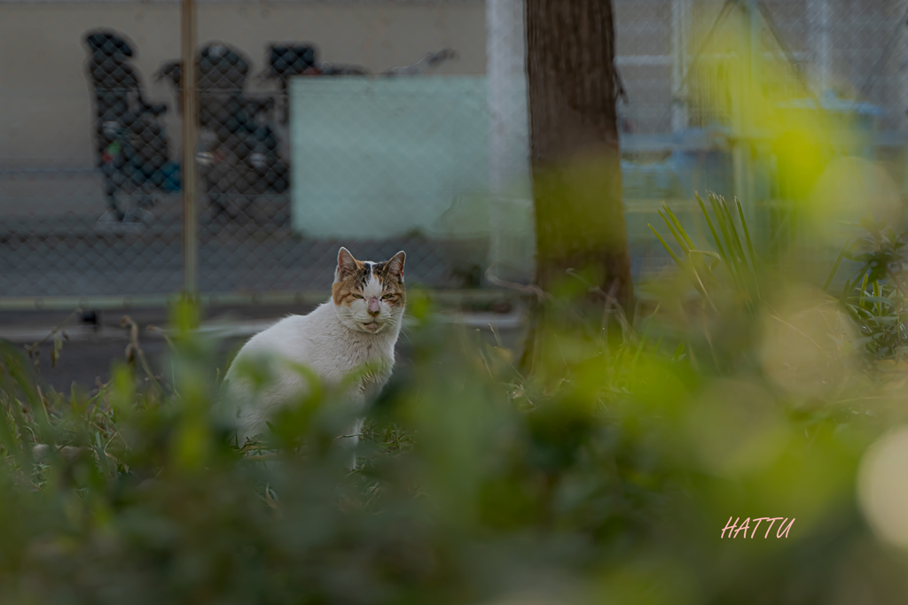 猫だってかんがえる？！