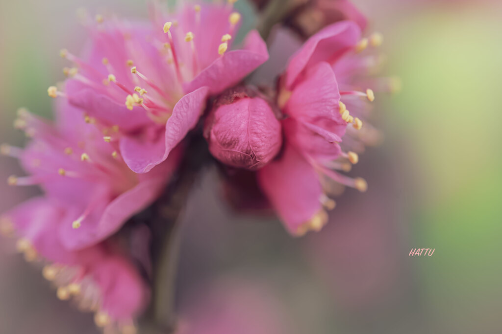 蕾