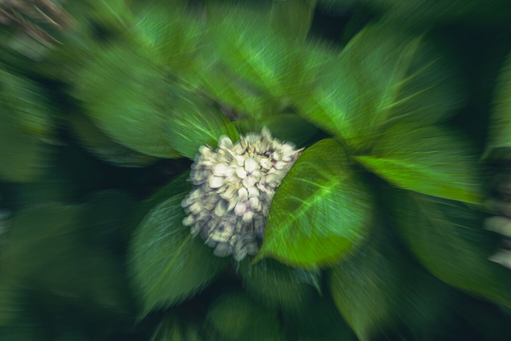 紫陽花
