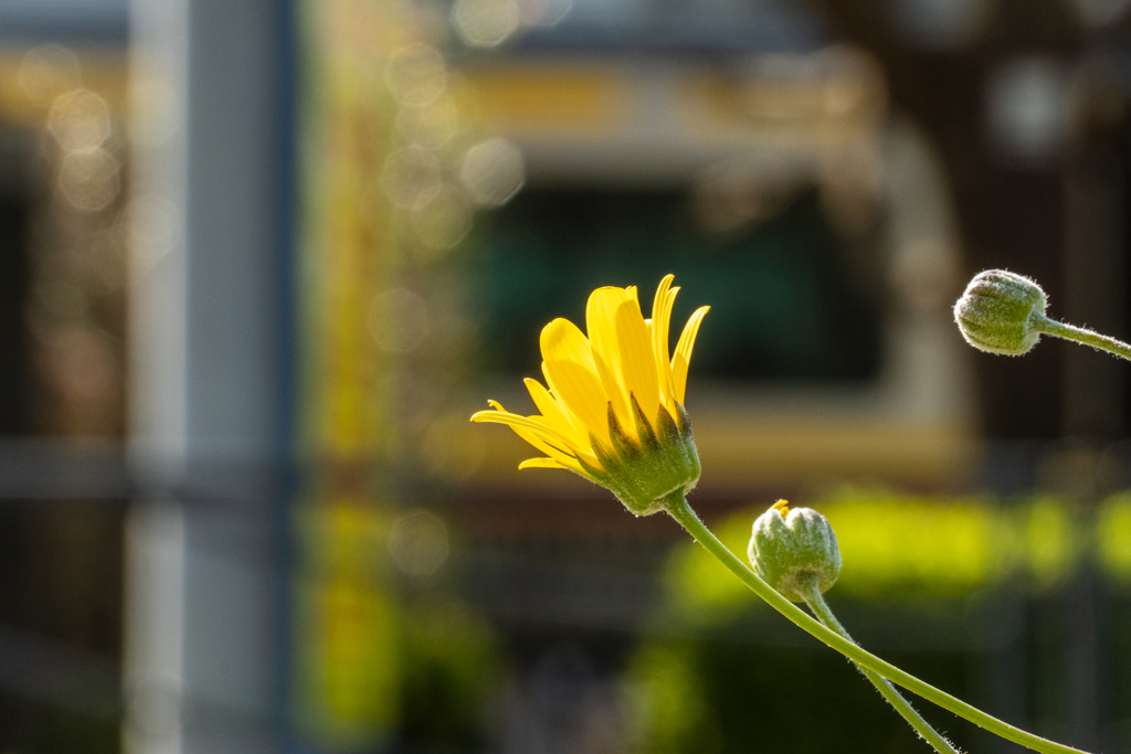 電車と黄色の花とぼけ。