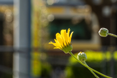 電車と黄色の花とぼけ。