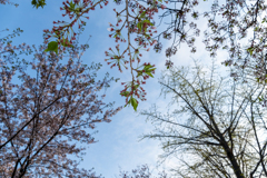 いつもの空。