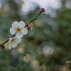 小さな春…