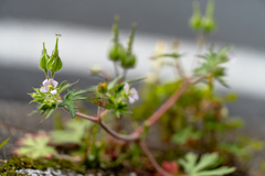 花が咲いた！見て！虫がとまってるの。