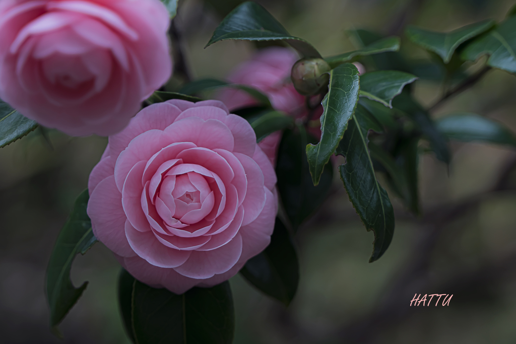 知らぬが花