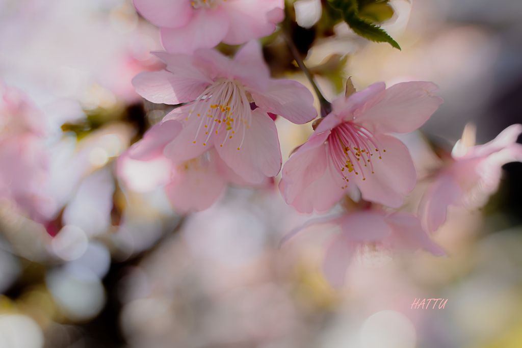 ほほえみさそう桜色