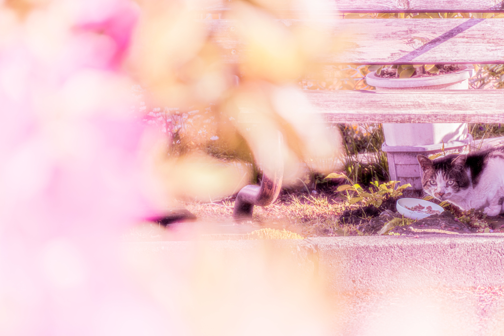 のら猫。