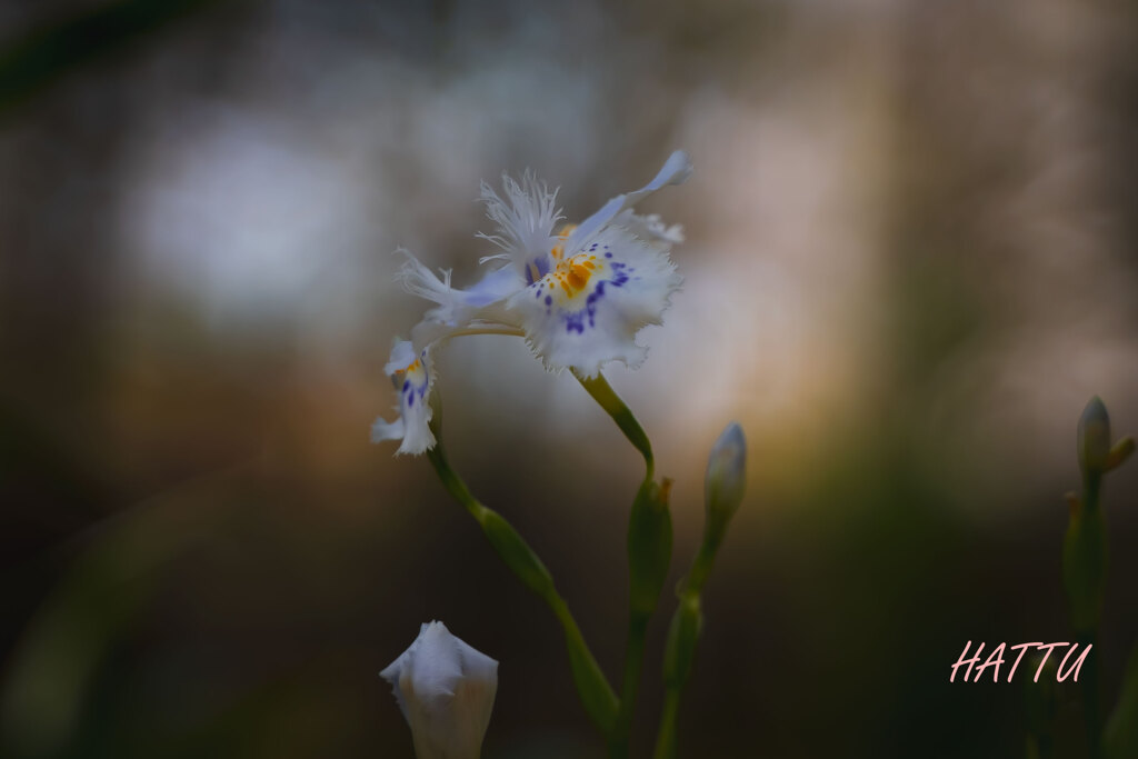 Fringed irisという花のわたし