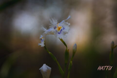 Fringed irisという花のわたし