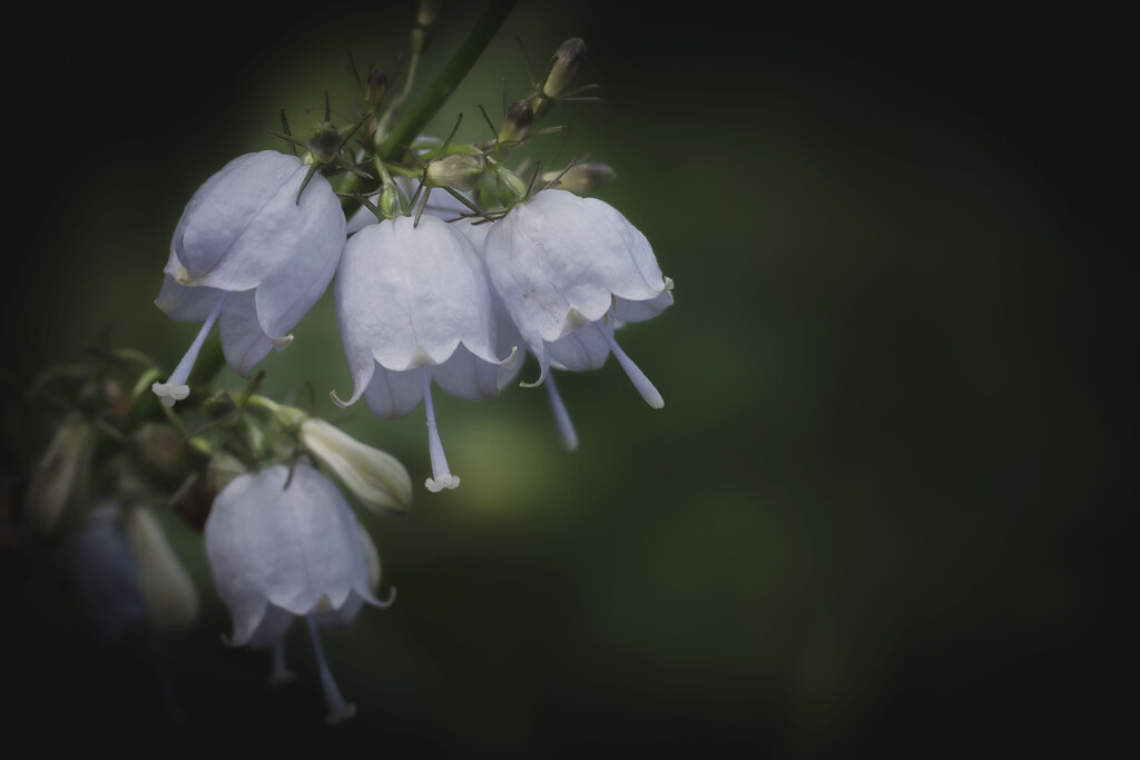 野に咲く花のおしゃべり
