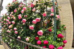 薔薇　隣の垣根