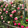薔薇　隣の垣根