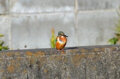 カワセミ1　「ちょっとだけよ」