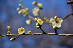 梅林公園2