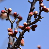 梅林公園2