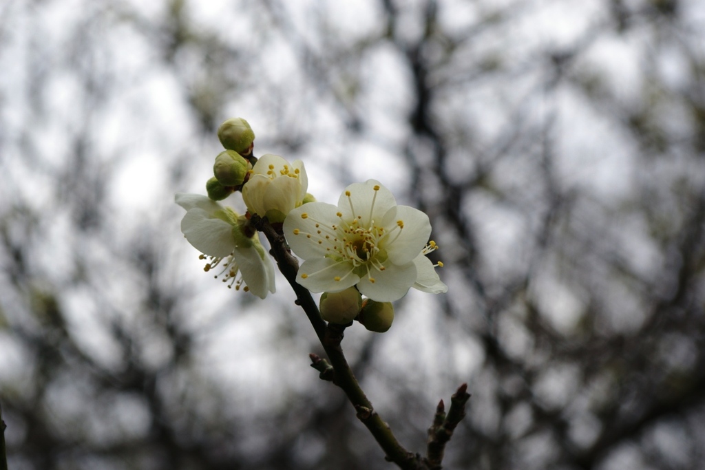 梅林公園2015 (1)