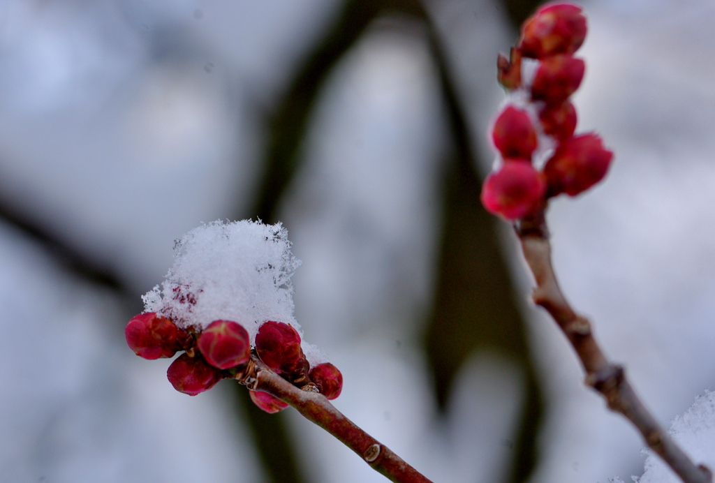 雪の梅林公園！　3　1/23