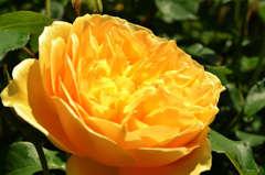 花フェスタ記念公園にて (5)