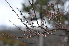 梅林公園2020.02 (13)