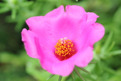 花 0014