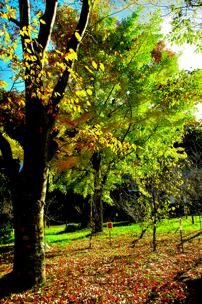 岐阜市　梅林公園の黄葉！　3　11/20