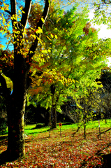 岐阜市　梅林公園の黄葉！　3　11/20