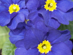 花 (6)