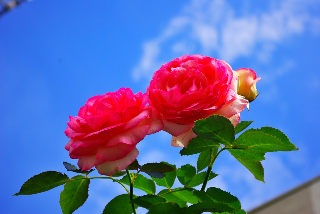 隣の薔薇　5