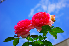 隣の薔薇　5