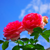 隣の薔薇　5