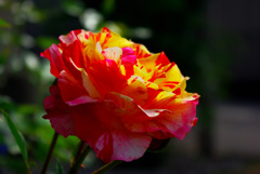 隣の薔薇　3