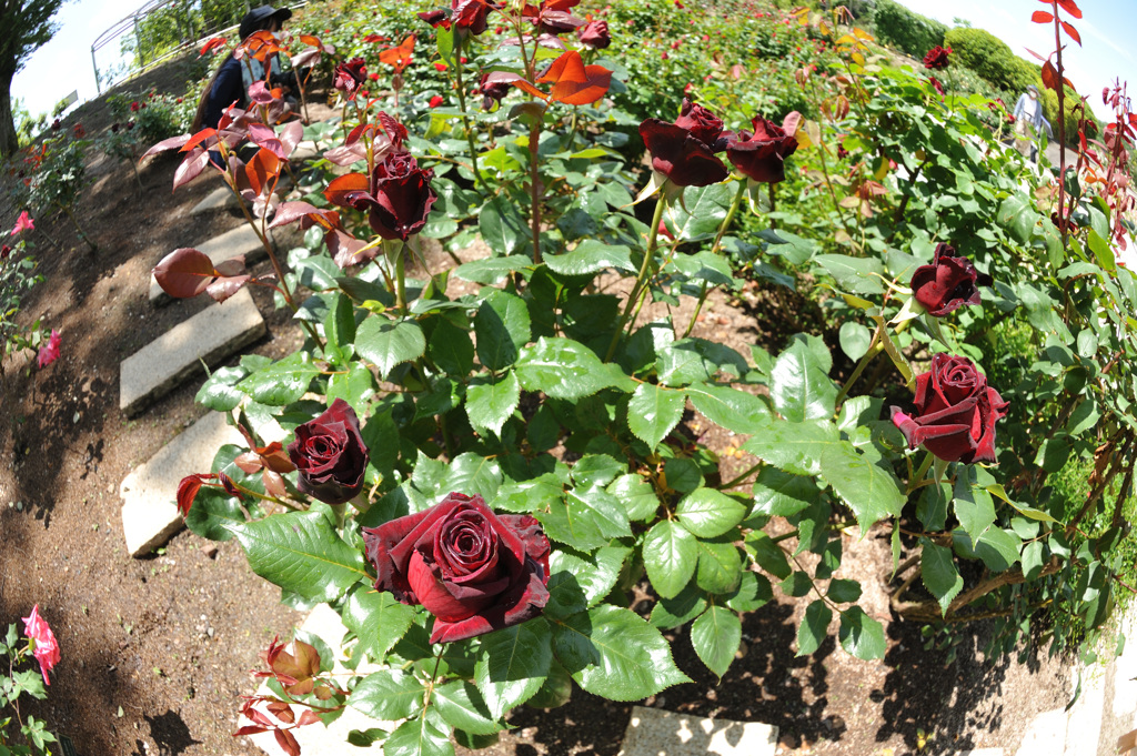 花フェスタ記念公園にて (2)