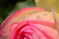 雨上がりの薔薇