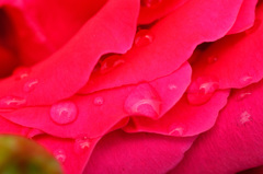 雨上がりの薔薇　3