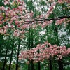 長良公園　2