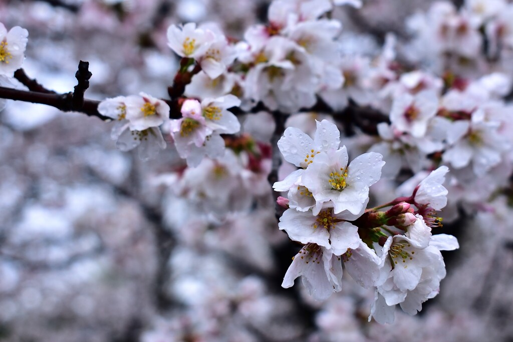 小雨　桜　新境川　3/26