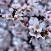 小雨　桜　新境川　3/26