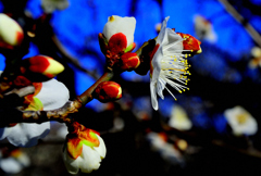 本日の梅林公園！　2/10