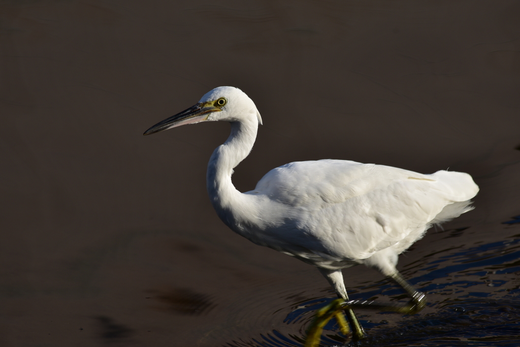 コサギの朝食　1