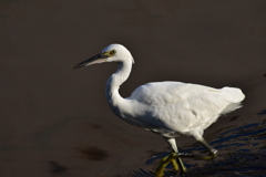 コサギの朝食　1