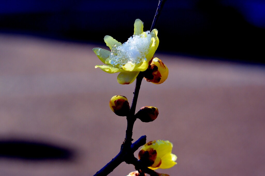 今朝の梅林公園！　5　1/22