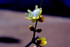 今朝の梅林公園！　5　1/22