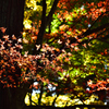 紅葉2